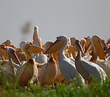 L-avifaune du parc du Djoudj