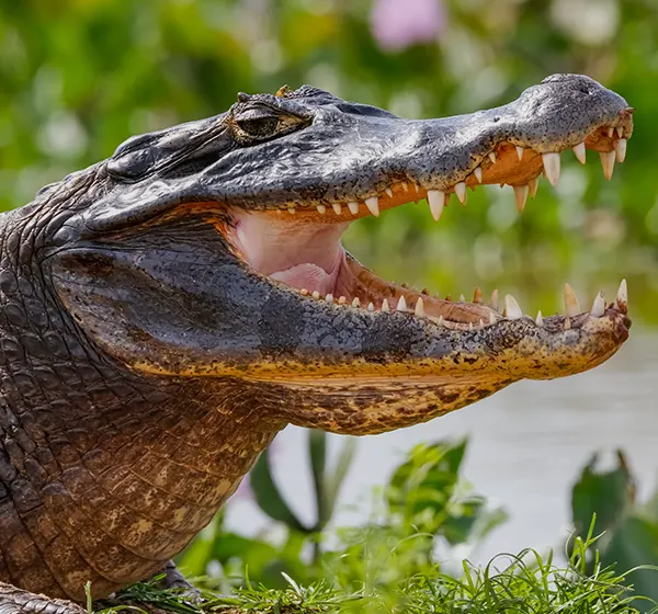 Les crocodiles du fleuve Gambie
