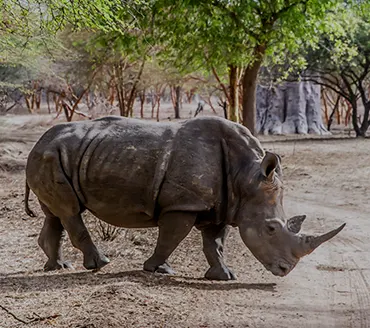 Les grands mammiferes des parcs