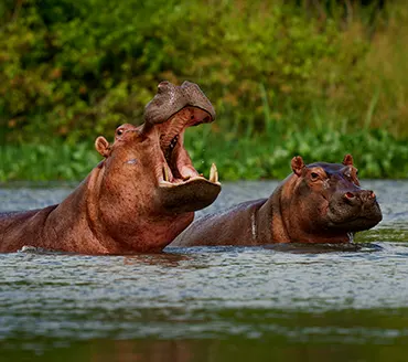 Les hippopotames des points d-eau