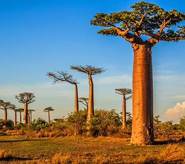 Les singes des forets de baobabs